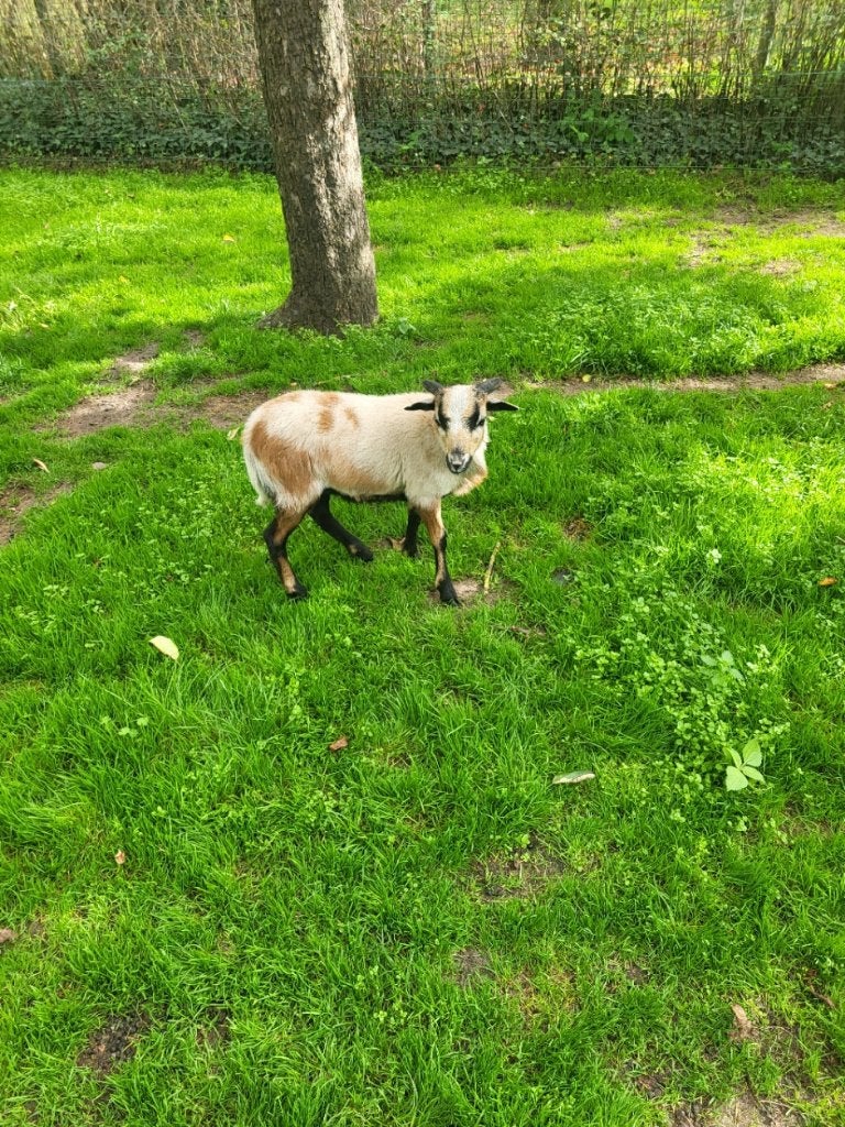 Kameroen bokje, Mâle, Mouton, 0 à 2 ans
