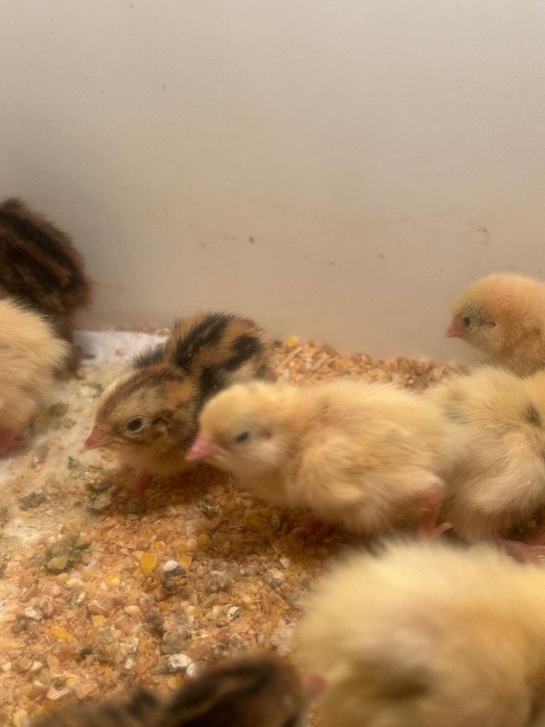 Poussins de caille, Animaux & Accessoires, Volatiles, Autres espèces, Plusieurs animaux