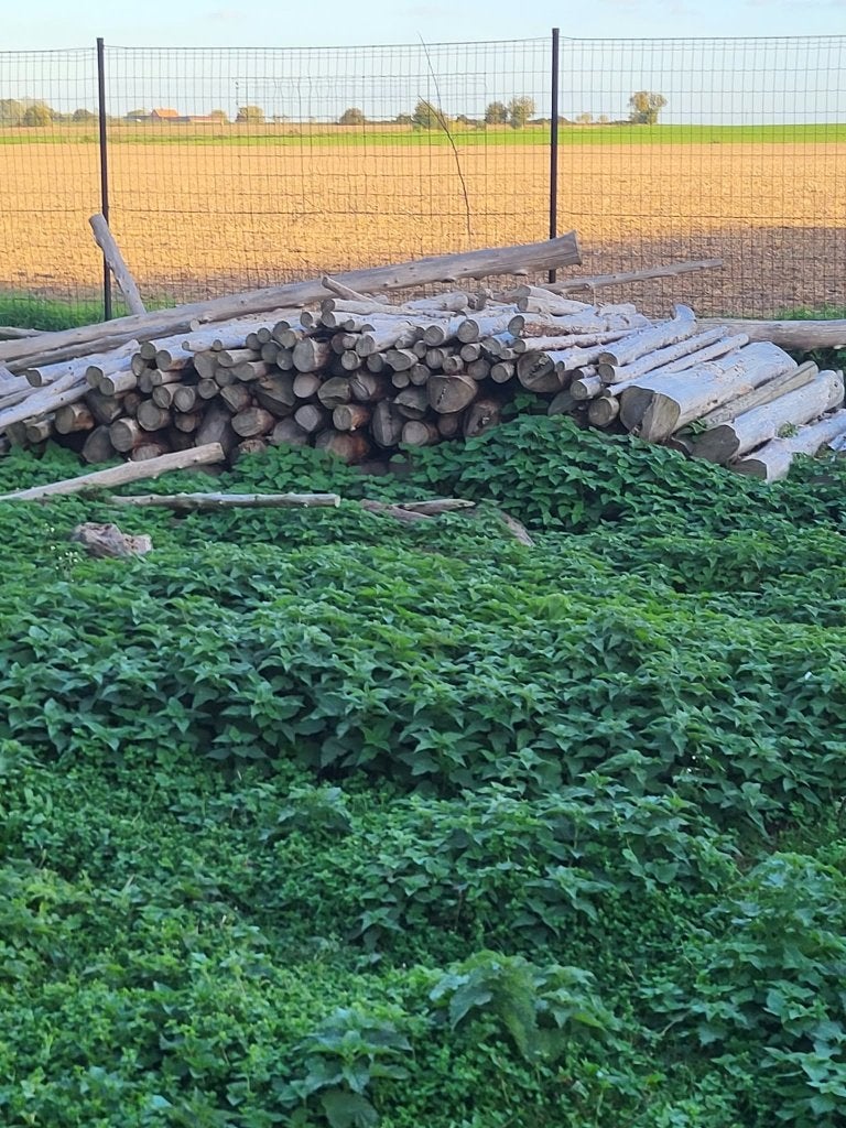 Bois de chauffage (50euros pour tout), Jardin & Terrasse, 3 à 6 m³, Enlèvement, Autres essences de bois, Troncs d'arbres