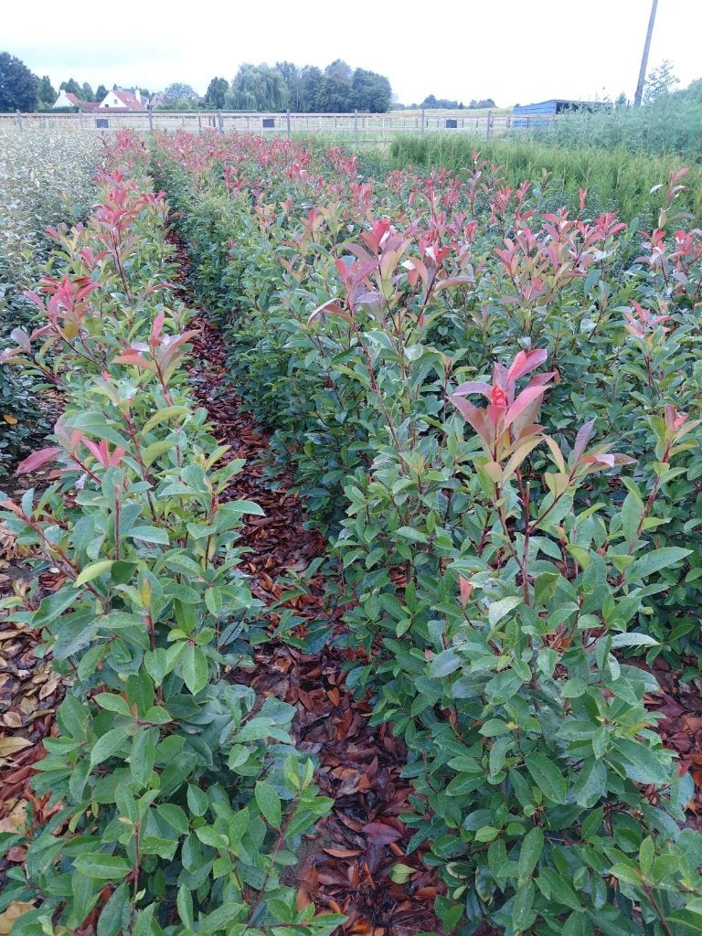 Photinia fraserii 'Red Robin' = glansmispel, Tuin en Terras, Ophalen