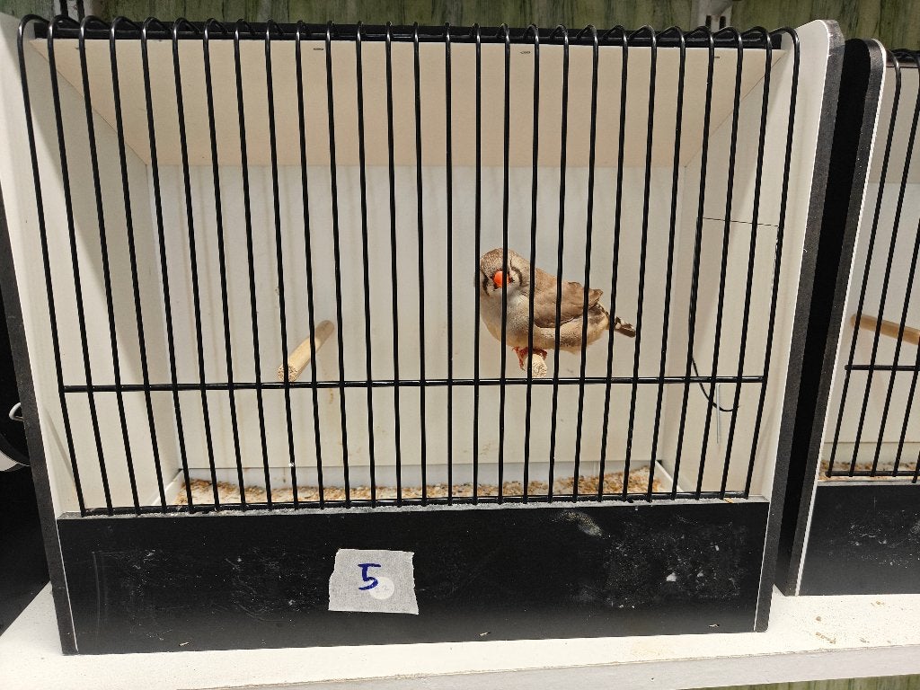Zebravink Bruine pop/bont, Vrouwelijk, Tropenvogel, Geringd
