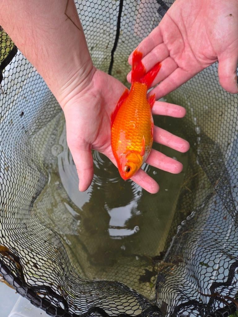 Mooie goudvis 17 cm – eigen kweek, Animaux & Accessoires, Poissons | Poissons d'étang, Poisson(s) rouge(s)