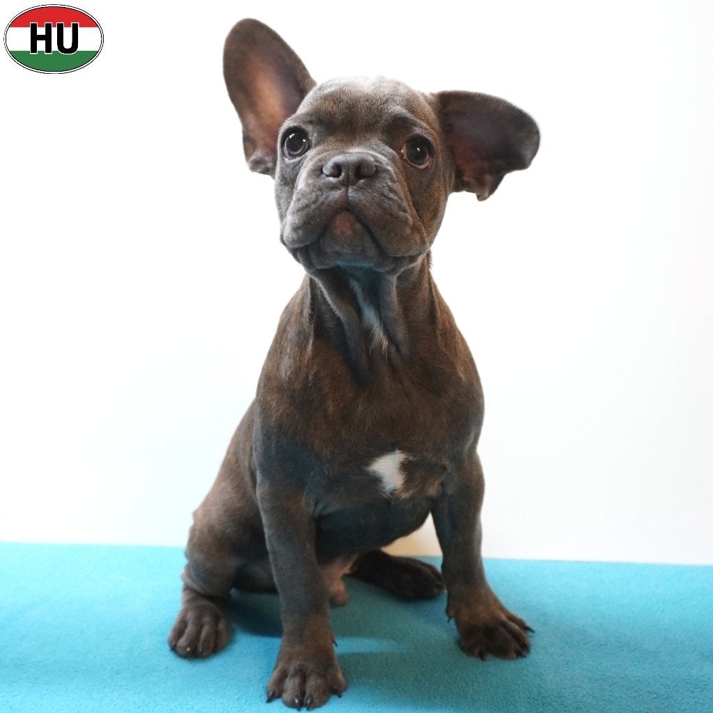 X Bouledogue Français, chiot à vendre, Animaux & Accessoires, 15 semaines à 1 an, Autres races, Plusieurs animaux, Plusieurs