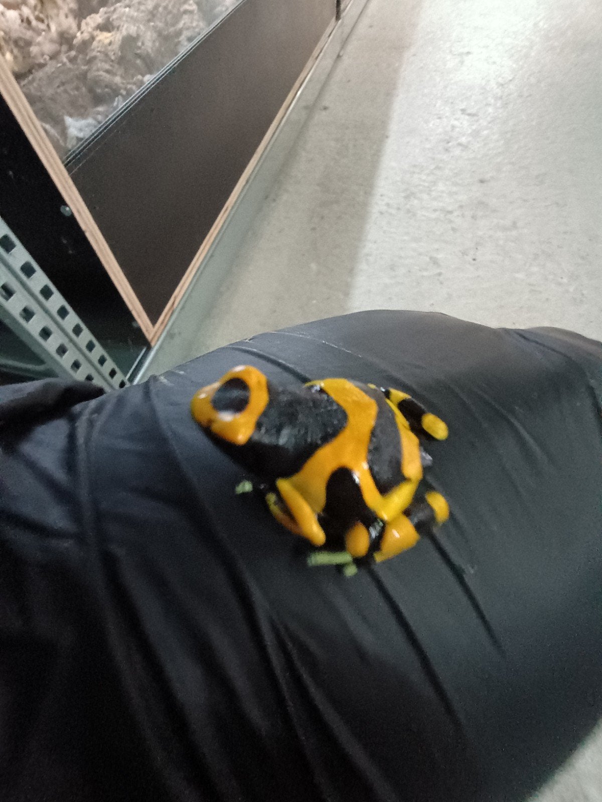 Dendrobates leucomelas, Dieren en Toebehoren, Amfibie, 0 tot 2 jaar