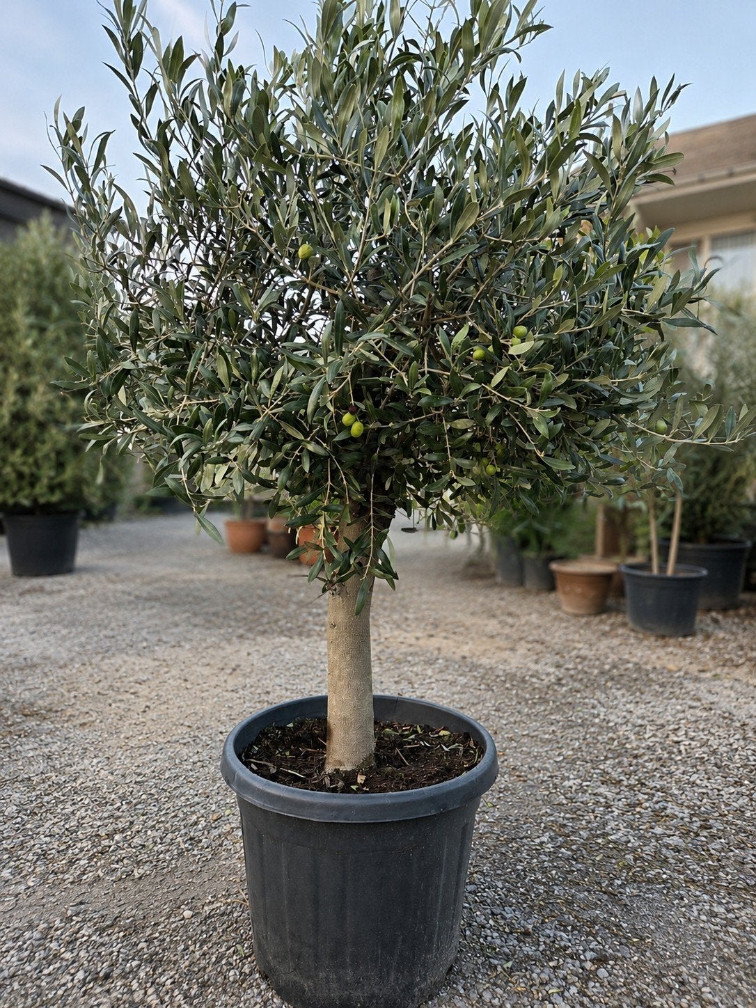 Olijfboom Olea Europaea - Terrasolijfboom, Tuin en Terras, Ophalen, Olijfboom