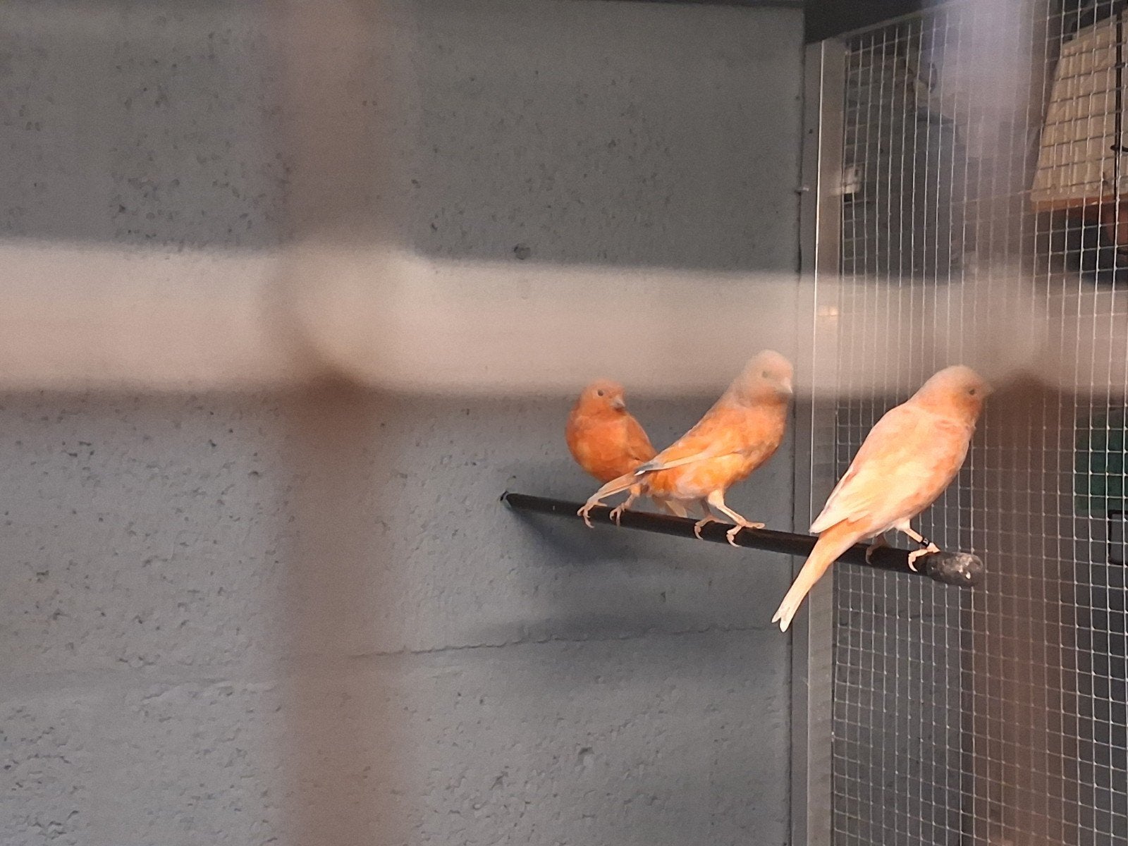 rood schimmel kanaries mannen of poppen, Dieren en Toebehoren