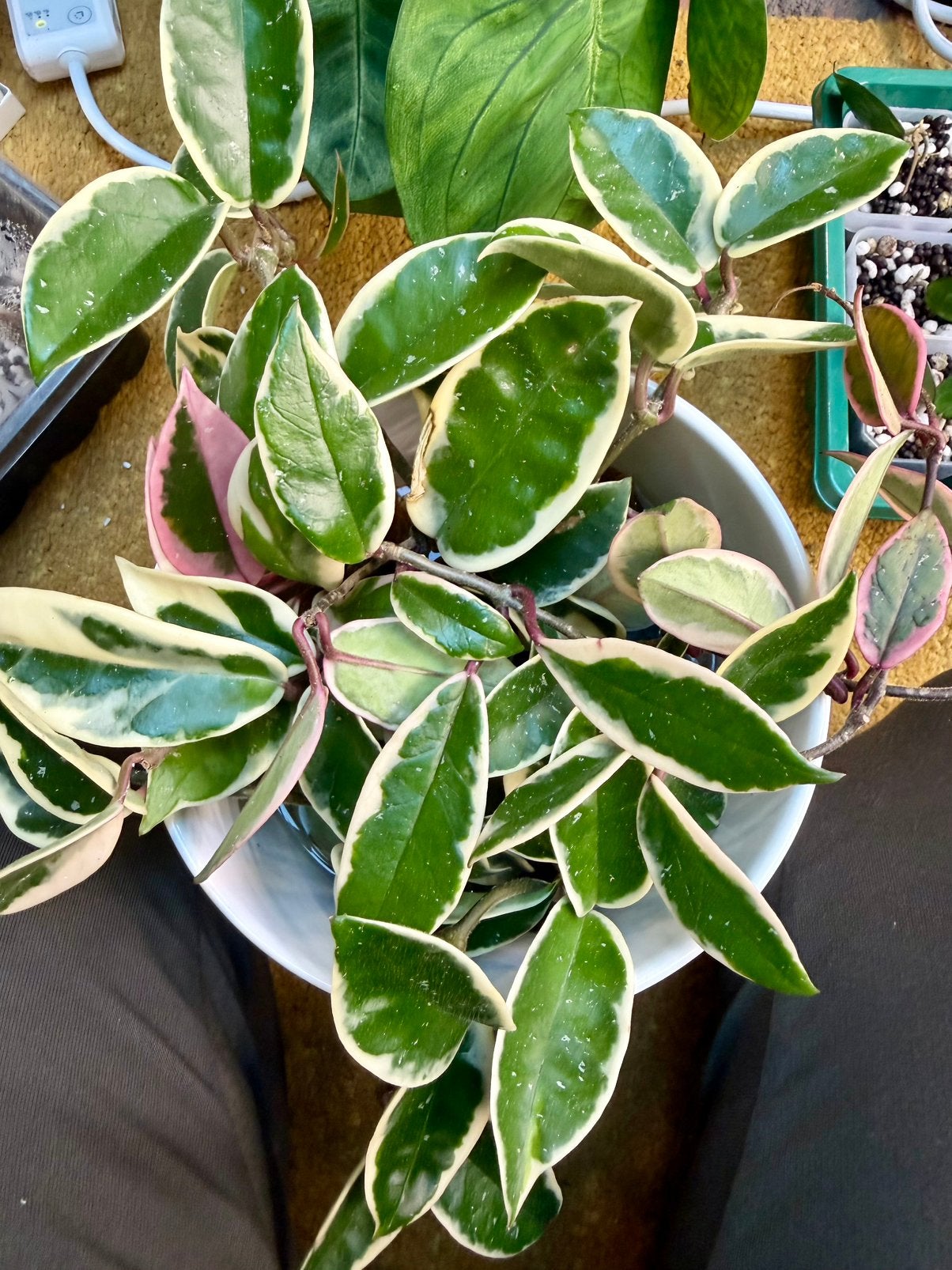 Hoya krimson queen stekjes, Ophalen of Verzenden