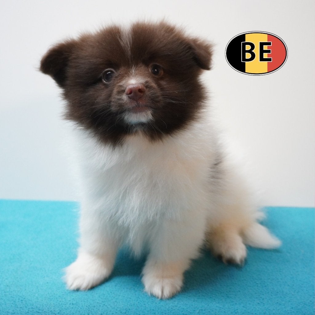 Petits Spitz - des chiots pleins de joie (belges), Commerçant, Maladie de Carré (chiens), Autres races, 8 à 15 semaines