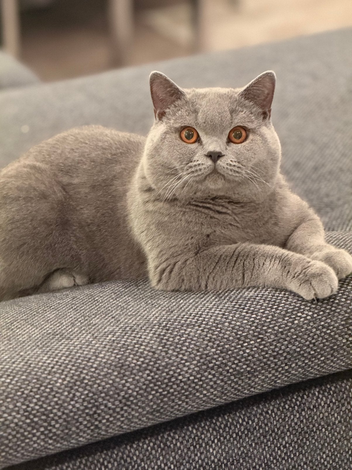 Britse korthaar blauw Dekkater (niet te koop), Chat, Avec pedigree