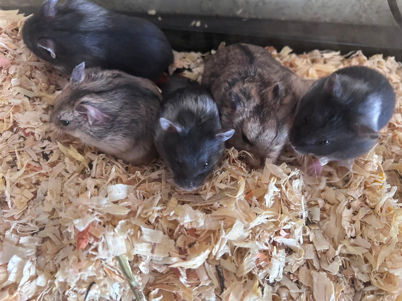 campbelli dwerghamsters, Dieren en Toebehoren, Hamster, Juni, Meerdere dieren, Tam