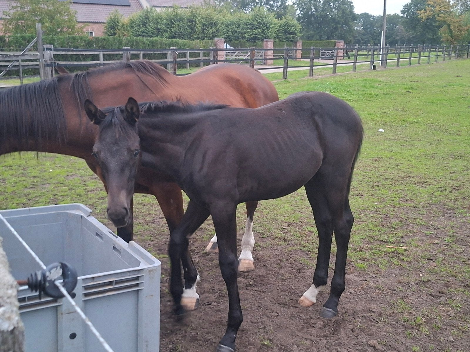 Hengst veulen, Animaux & Accessoires, Étalon, Z
