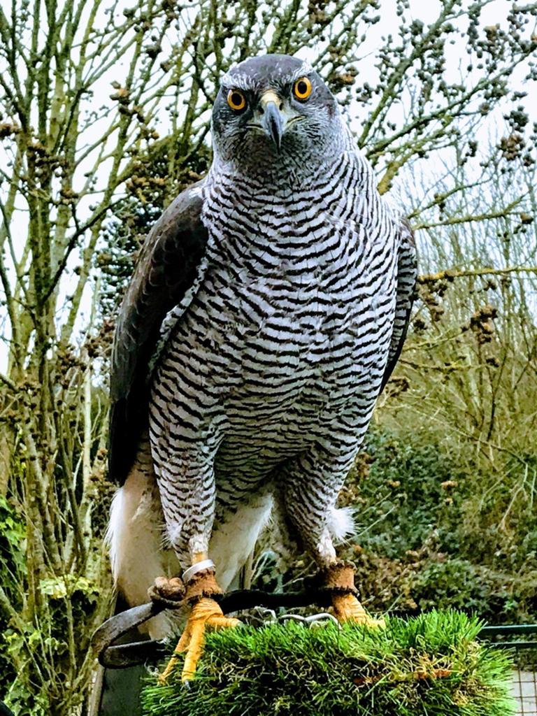 Finse havik- wijf, Oiseau