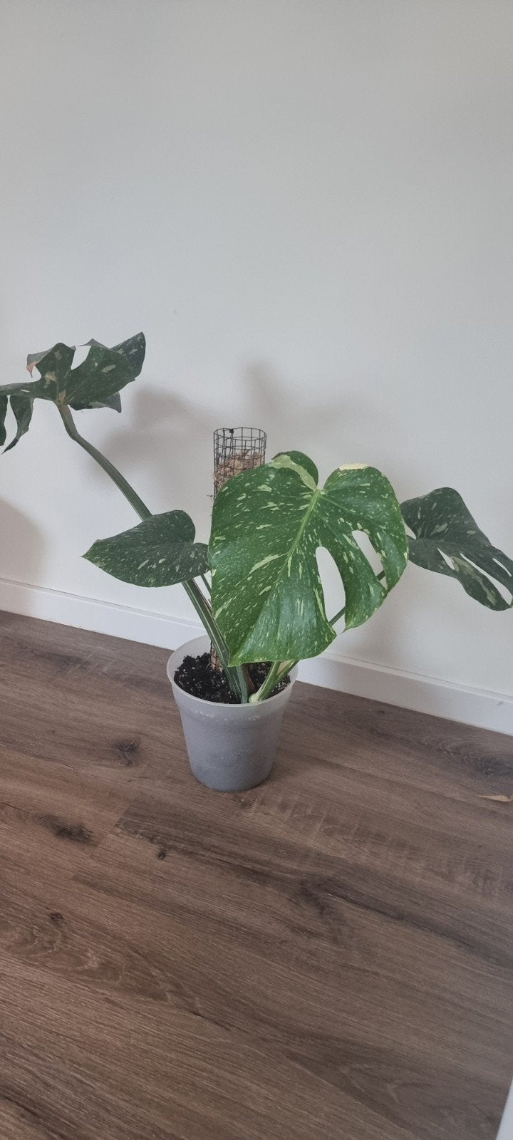 Monstera thai constelation, Ophalen