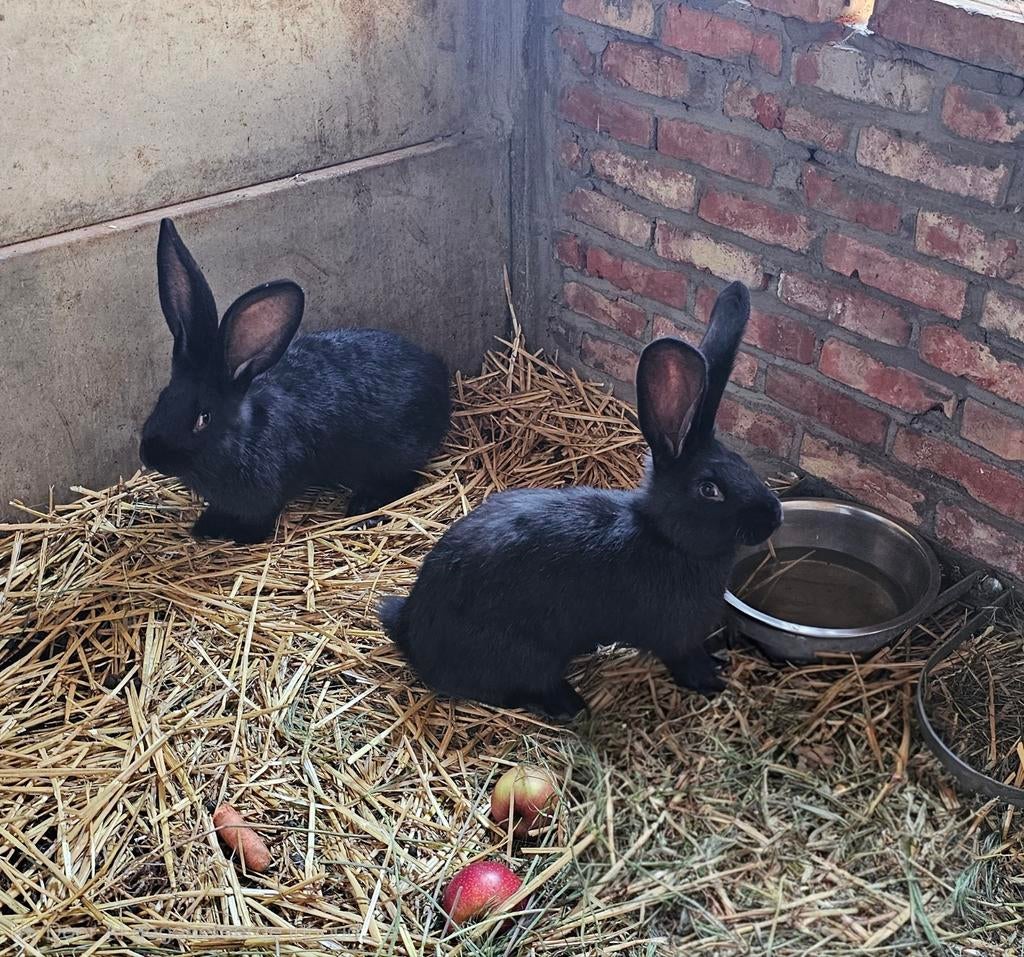 2 autres géants flamands disponibles., Mâle, Grand, 0 à 2 ans