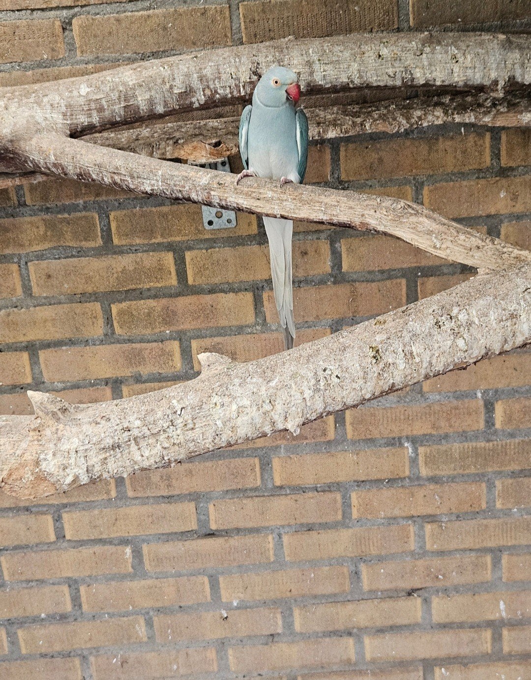 halsbandparkieten, Dieren en Toebehoren