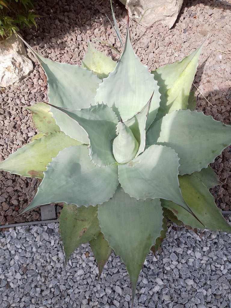 mooie agave, Jardin & Terrasse, Enlèvement