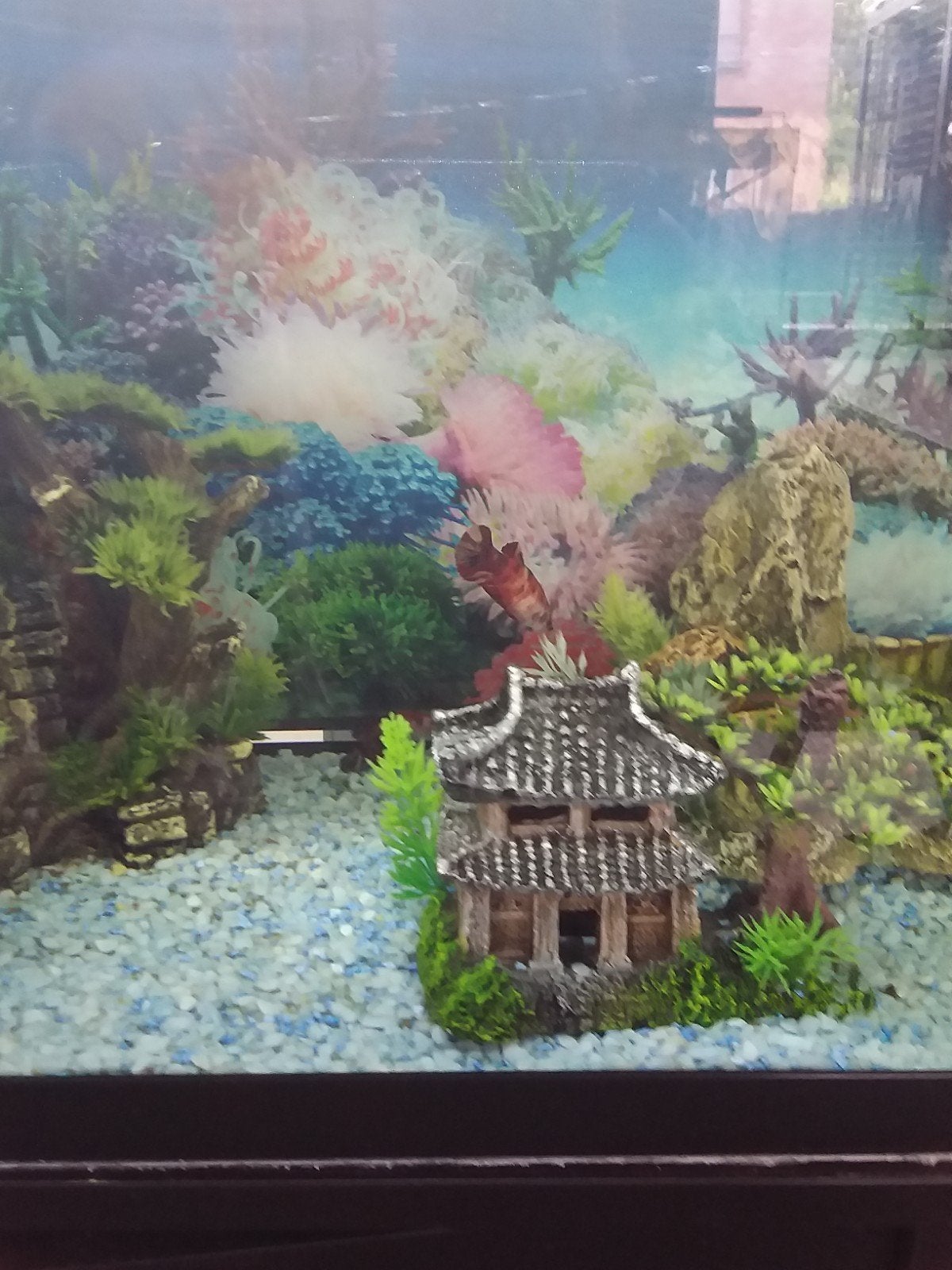 Betta femelles, Animaux & Accessoires