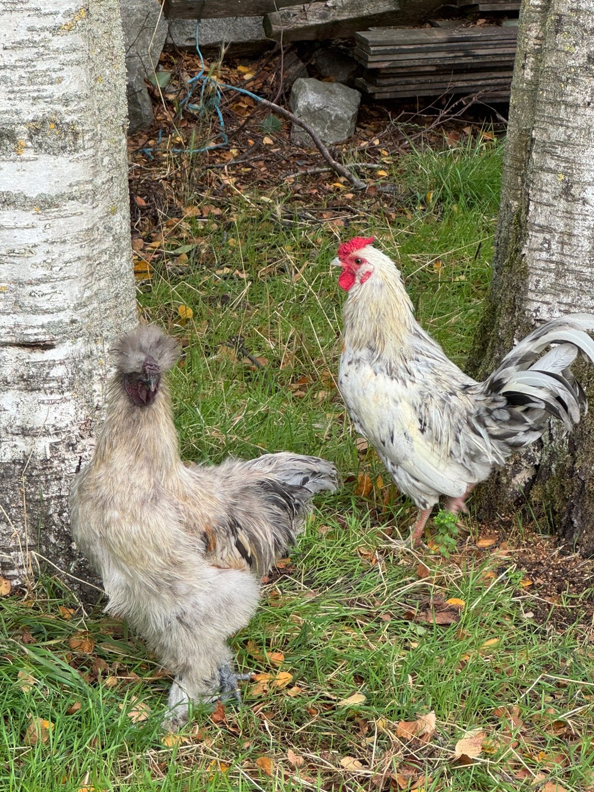 Haantjes, Dieren en Toebehoren