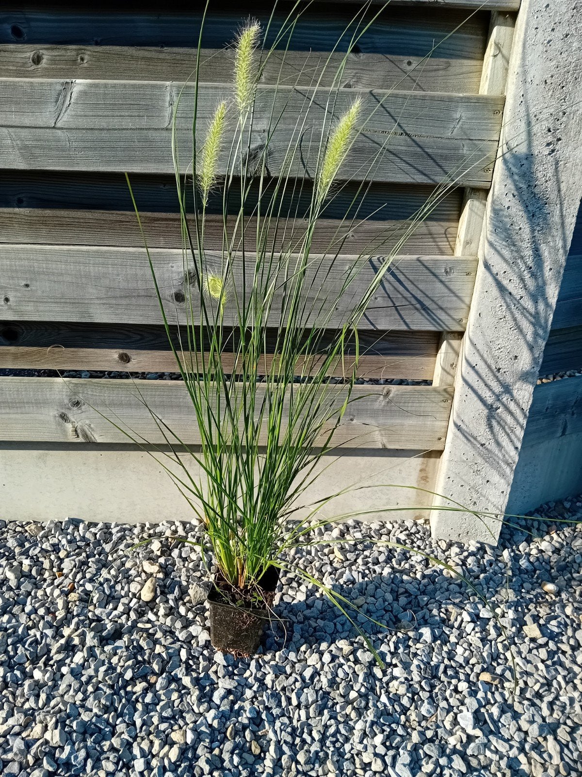 Lampenpoetsersgras, Tuin en Terras, Planten | Tuinplanten, Ophalen