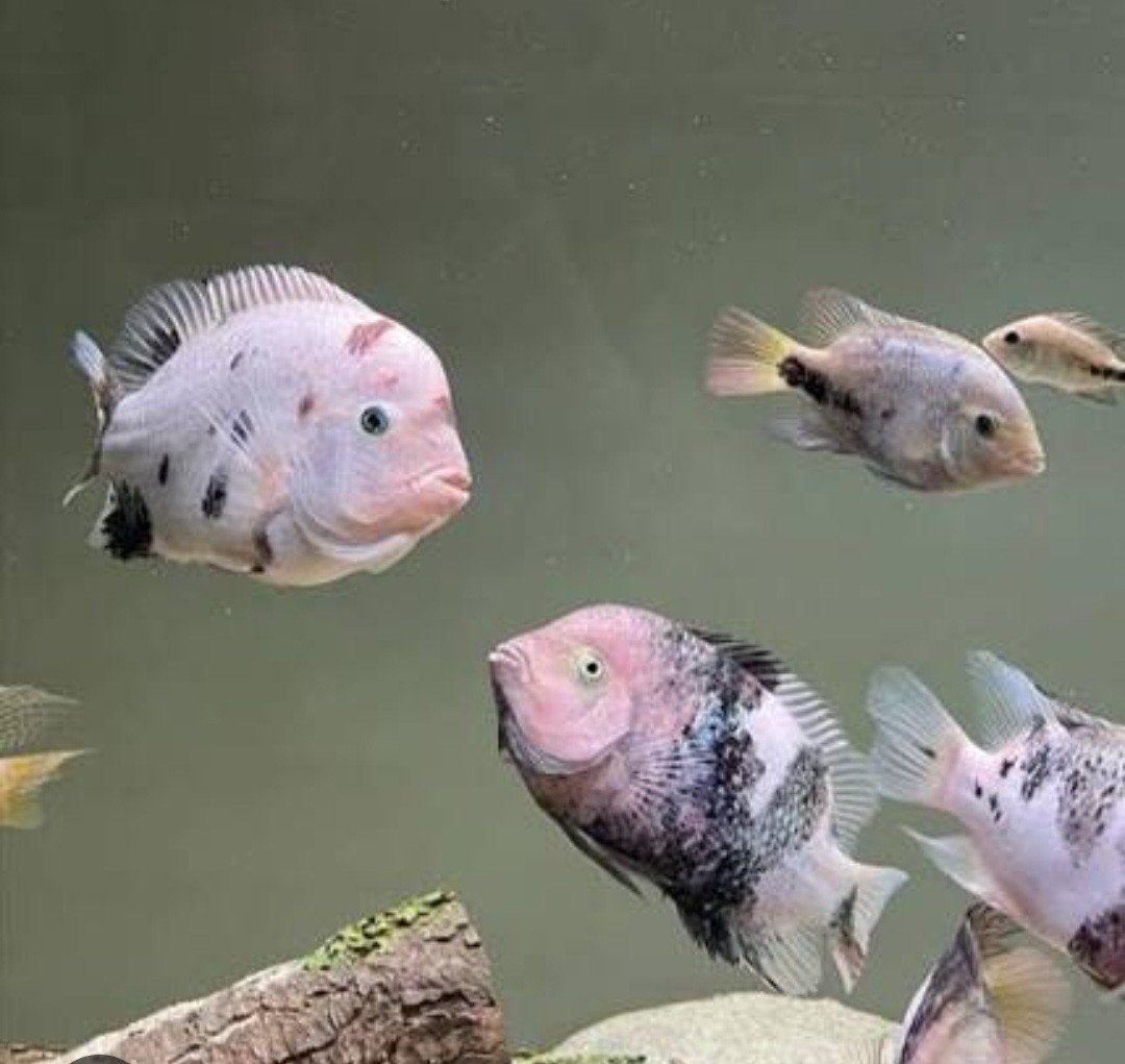 vissen, Dieren en Toebehoren, Vissen | Aquariumvissen