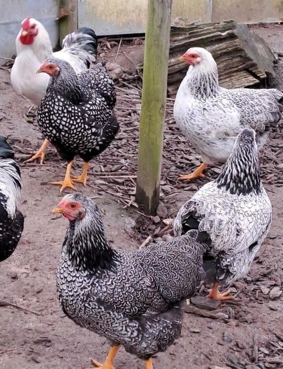 Wyandotte kriel (kleine) kippen., Meerdere dieren, Kip