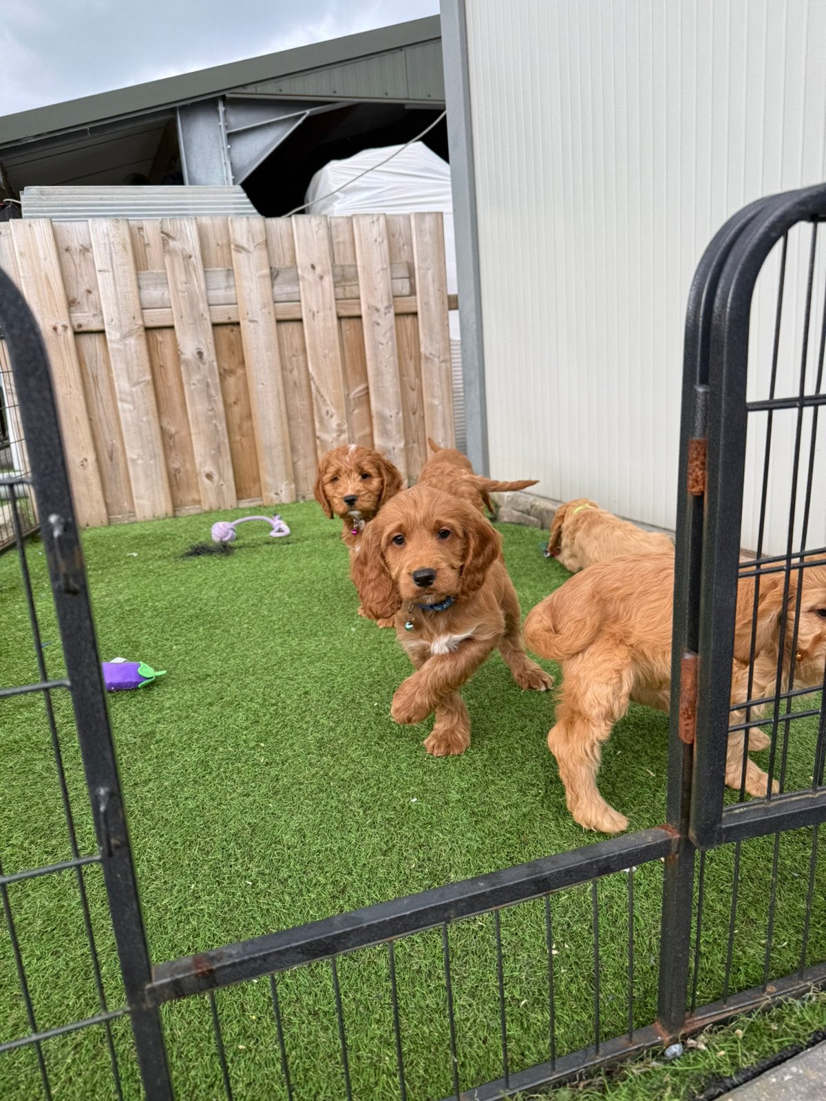 Speelse Cockapoo pups, Dieren en Toebehoren, Parvo, België, 8 tot 15 weken, Meerdere