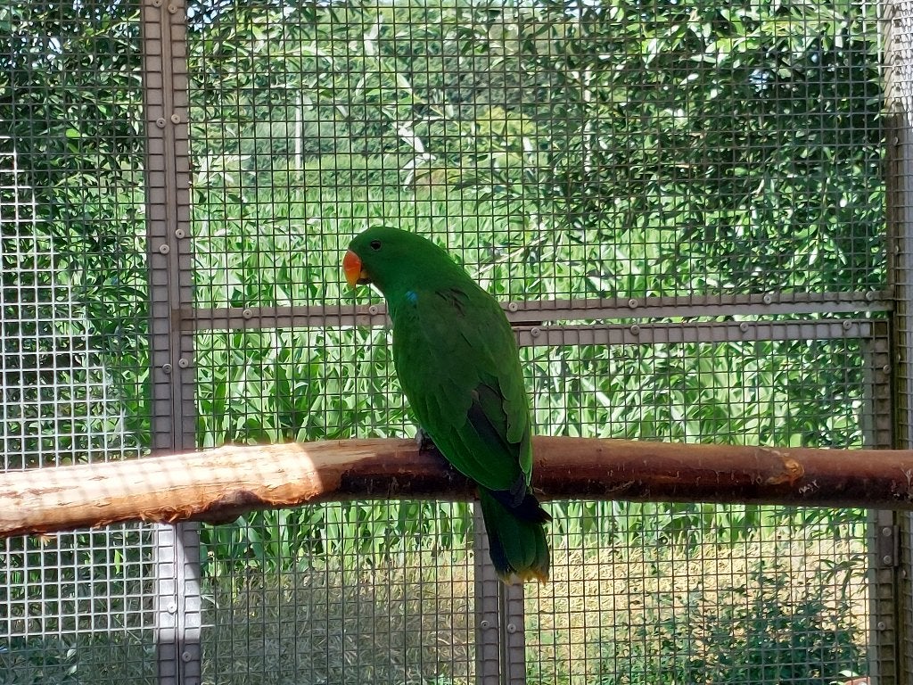 Edelpapegaai man, Mâle, Perroquet, Bagué
