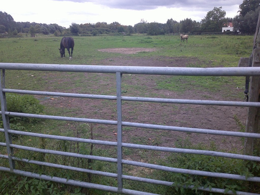 Weidegang voor paarden, Dieren en Toebehoren, Weidegang