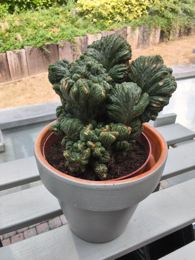 Plante d’intérieur "Marginatocereus marginatus cristata", Maison & Meubles, Enlèvement ou Envoi, Cactus, En pot
