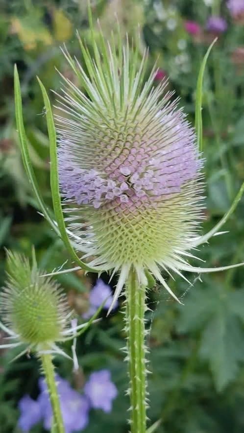 Kaardenbol zaailingen 7 voor 5 euro ,hommel/putterplant, Tuin en Terras, Planten | Tuinplanten, Volle zon, Tweejarig, Zomer, Ophalen