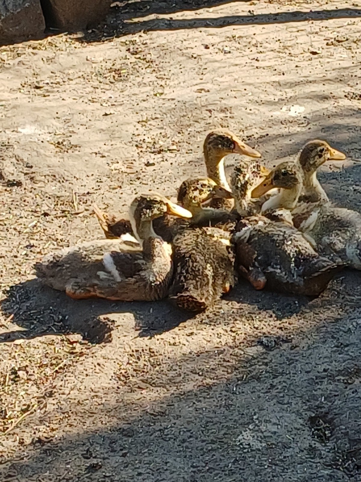 Loopeendjes, Dieren en Toebehoren, Geslacht onbekend