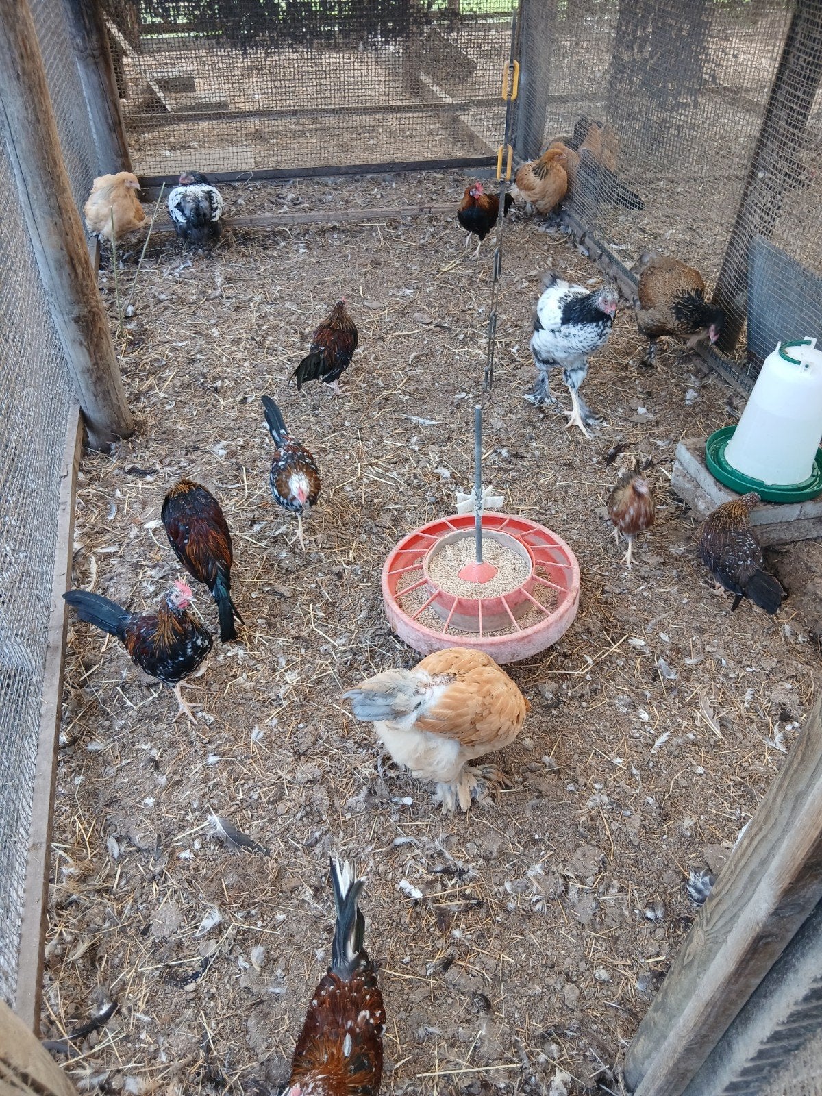 halfwas hennen en hanen geboren op 15/06, Animaux & Accessoires, Plusieurs animaux, Poule ou poulet
