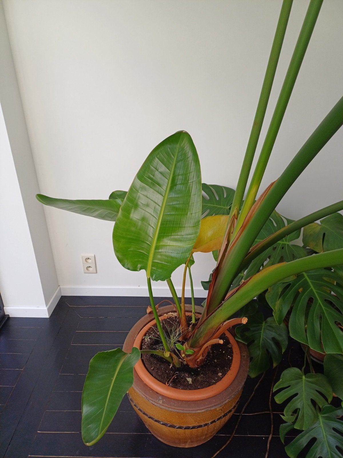 Strelitzia kamerplant, Huis en Inrichting, Ophalen, Halfschaduw, 200 cm of meer