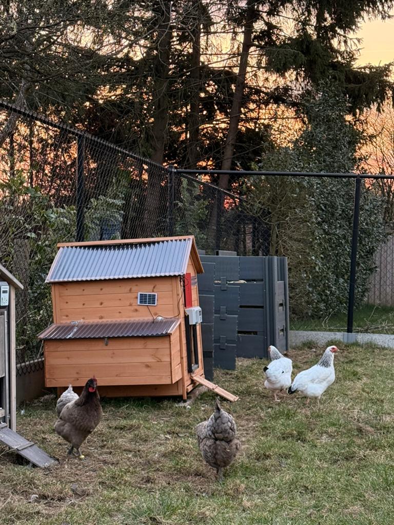 Kippenhok te koop (zonder automatisch luikje), Dieren en Toebehoren, Ophalen, Zo goed als nieuw