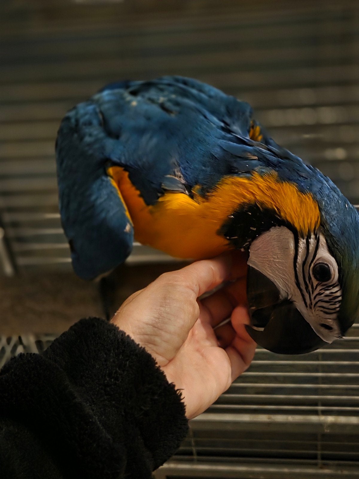 ara ararauna mâle eam, Animaux & Accessoires, Mâle