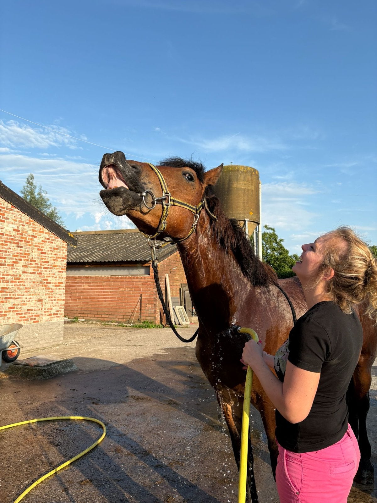 Menpaard, Hongre