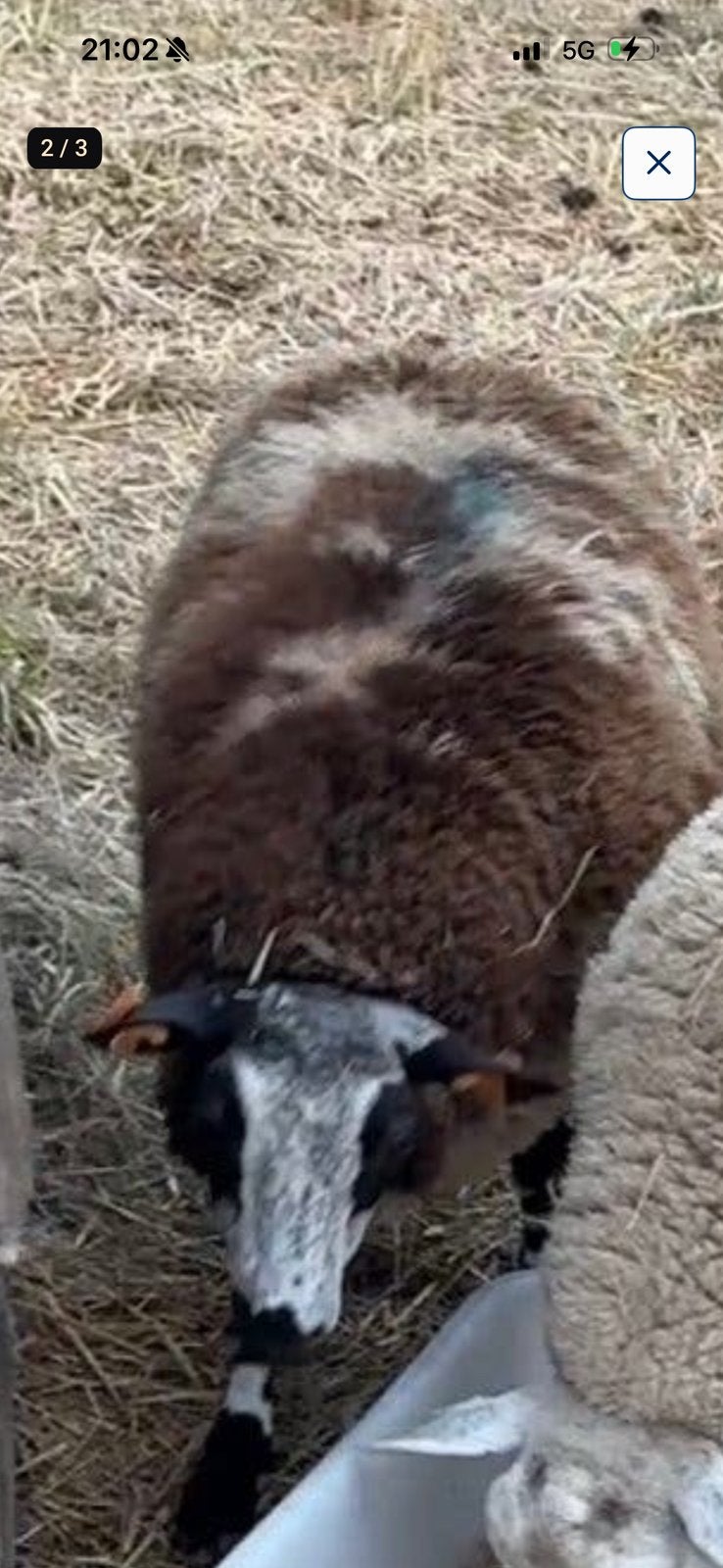 Bagger bonte ram lam, Dieren en Toebehoren, Mannelijk, Schaap