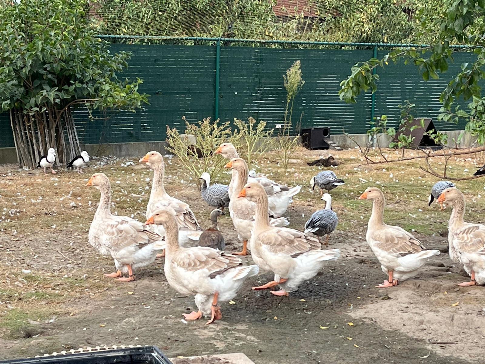 Toulouse, Dieren en Toebehoren, Pluimvee