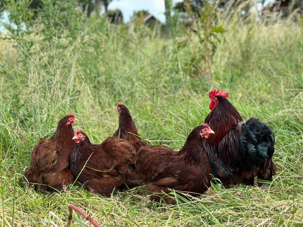Jonge tamme Cochin kriel rood gesekst en ingeënt, Femelle, Poule ou poulet
