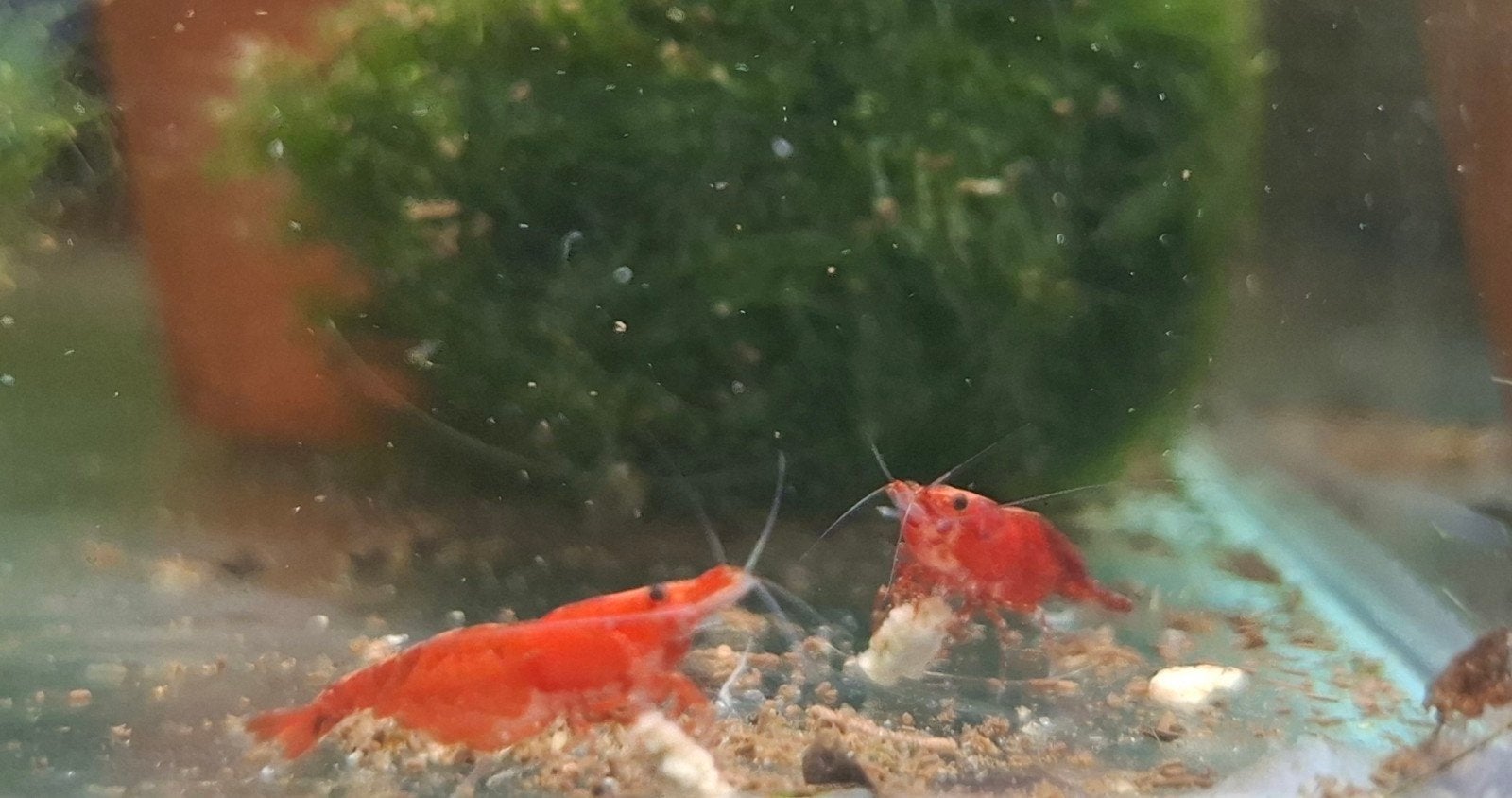 Neocaridina davidi Red Fire / Vuurgarnalen, Kreeft, Krab of Garnaal, Zoetwatervis