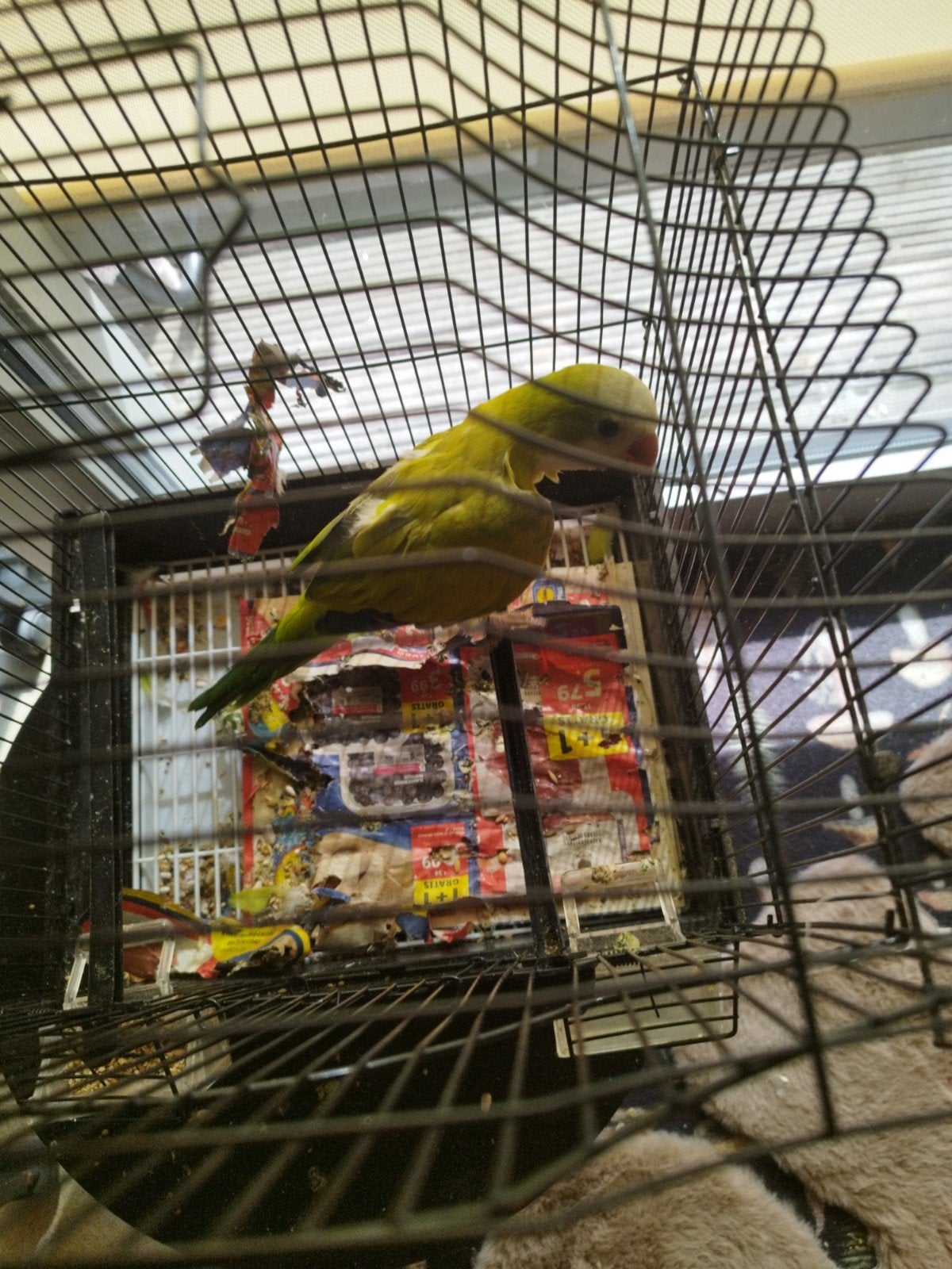 Souris et perruche, Animaux & Accessoires, Oiseaux | Perruches & Perroquets