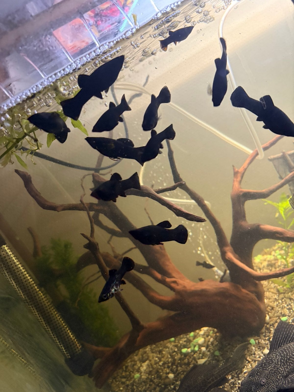 Zwarte molly te koop, Dieren en Toebehoren