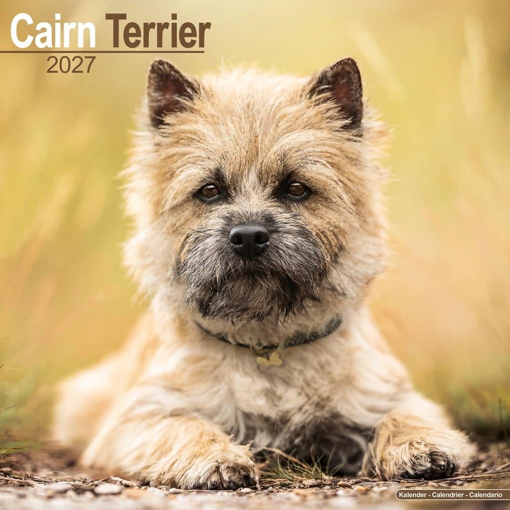 Calendrier Cairn Terrier 2027 en précommande, Divers, Calendriers, Neuf, Calendrier annuel, Envoi