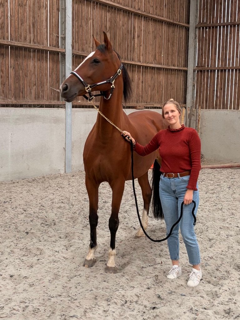 Dressuur/ springmerrie, Dieren en Toebehoren, Merrie, Met stamboom, M, Dressuurpaard
