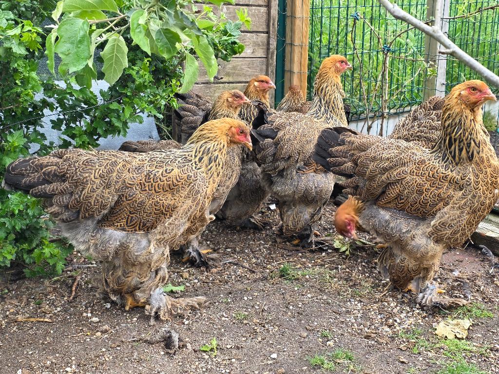 Brahma goudpatrijs hennen (groothoender) 25€, Dieren en Toebehoren, Pluimvee, Kip, Vrouwelijk