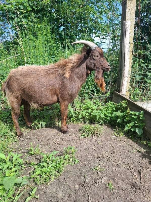 Dwerggeit, Mâle, Chèvre, 0 à 2 ans