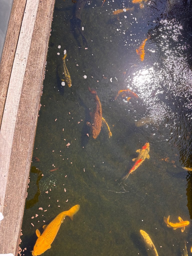 Koi, Karper of Koi