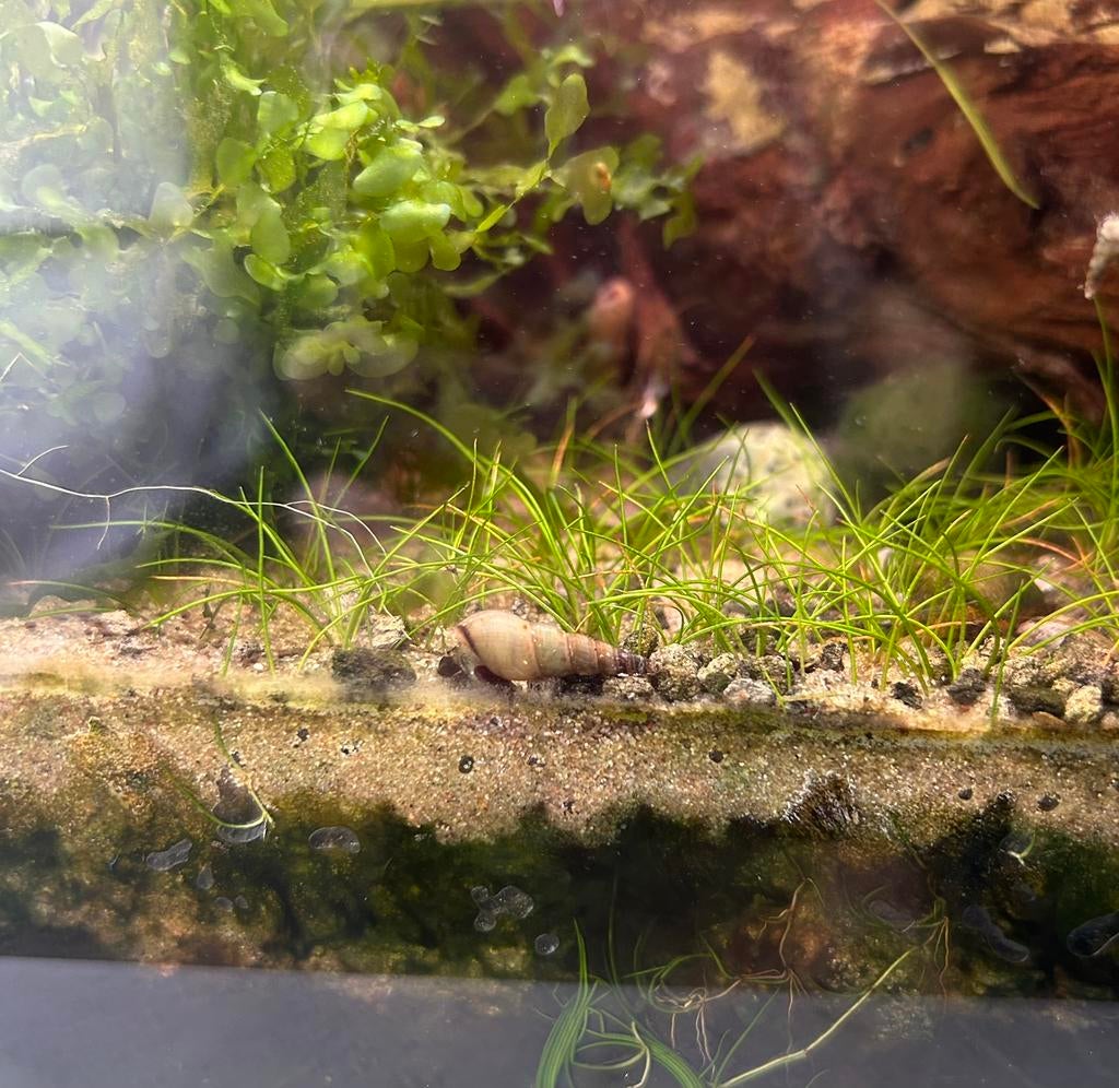 Maleisische torenslak (€0,15/stuk of 15 voor €2), Escargot ou Mollusque