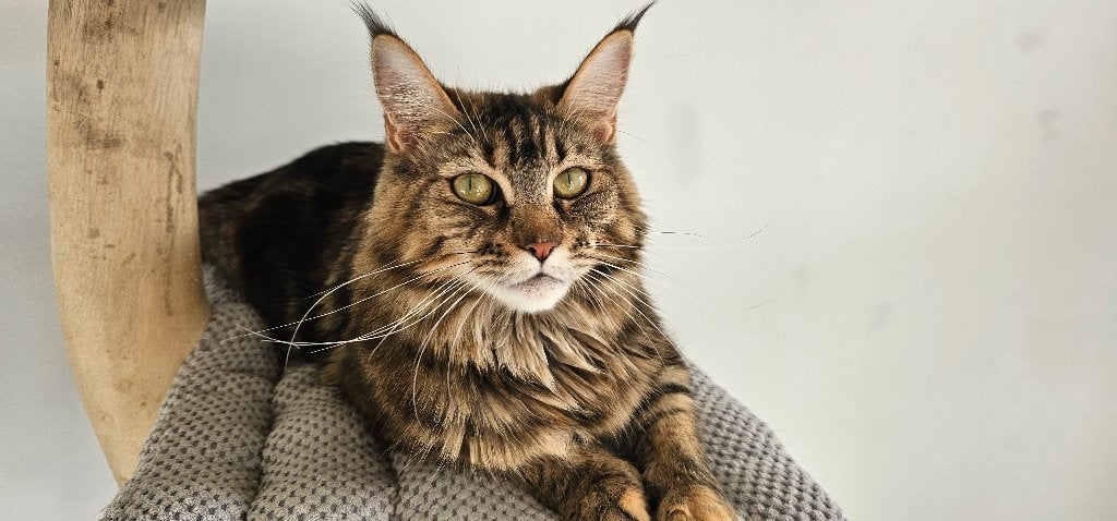 Herplaatsing Maine Coon poes met stamboom – volledig getest, Chatte ou Chat, Avec pedigree, 3 à 5 ans