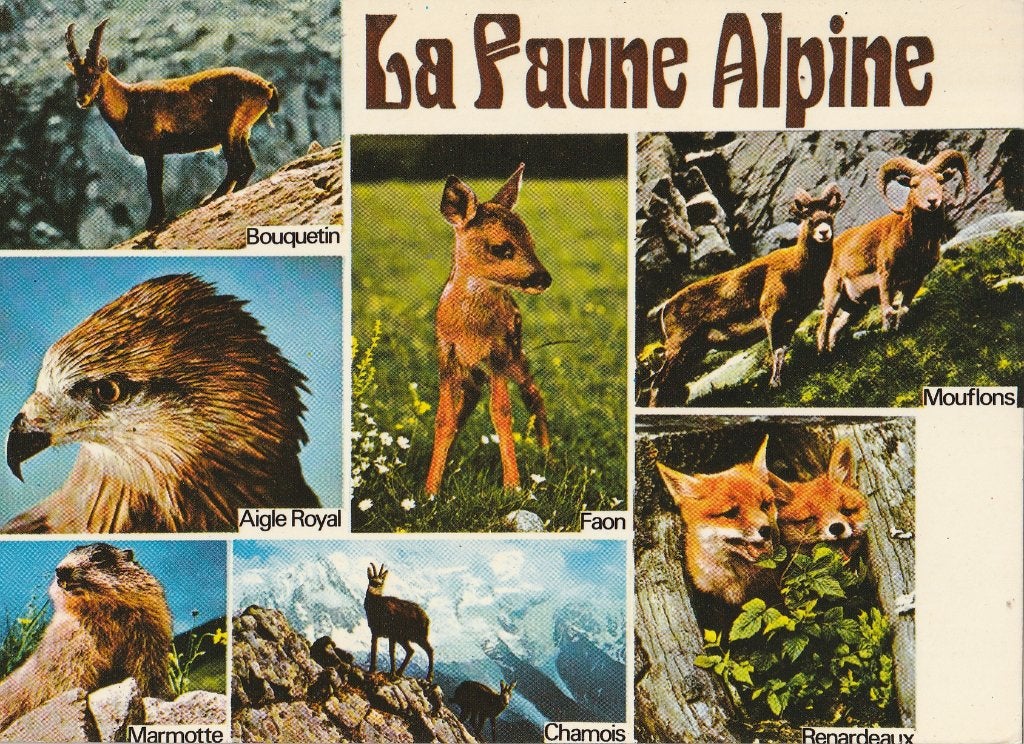 ALPENDIEREN, Verzamelen, Postkaarten | Dieren, Ophalen of Verzenden, Ongelopen, Overige soorten